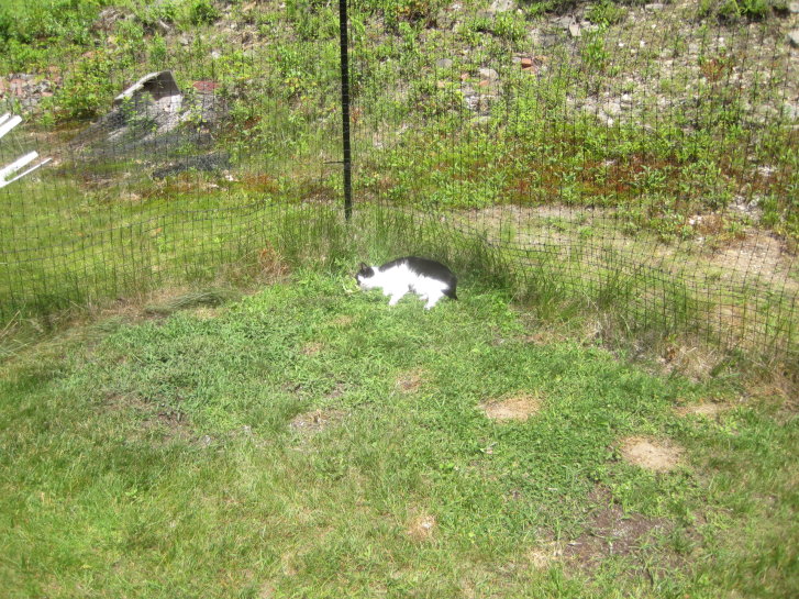 Picture of a cat / kitten / feline