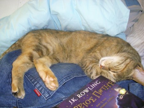 Picture of a cat / kitten / feline