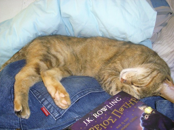 Picture of a cat / kitten / feline