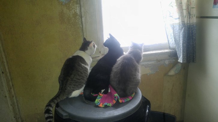 Picture of a cat / kitten / feline