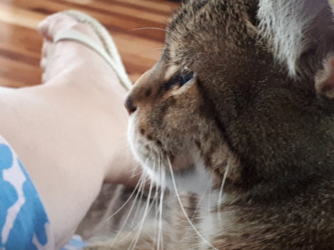 Picture of a cat / kitten / feline