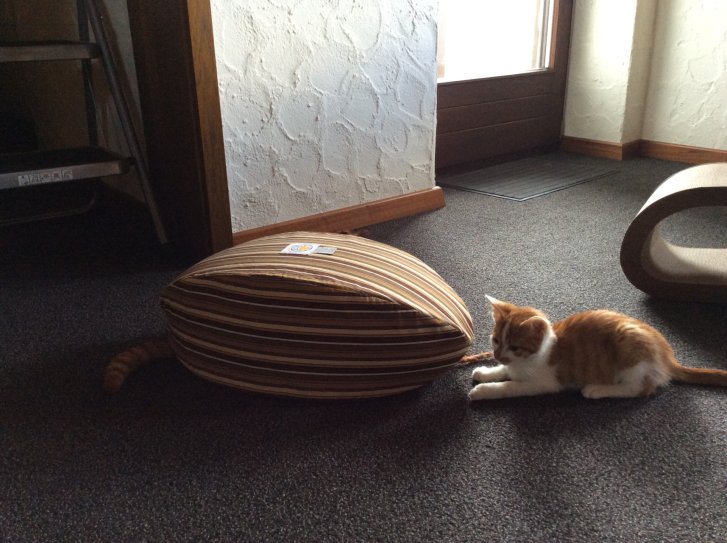 Picture of a cat / kitten / feline