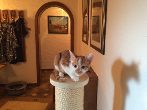 Picture of a cat / kitten / feline