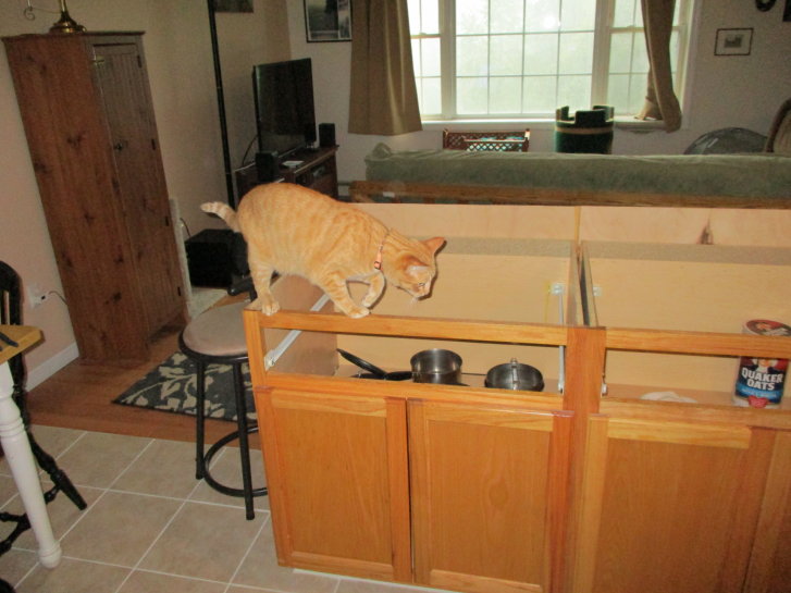 Picture of a cat / kitten / feline