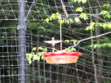 Picture of a cat / kitten / feline