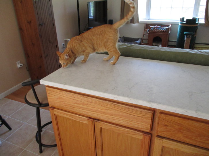 Picture of a cat / kitten / feline