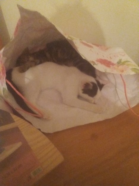 Picture of a cat / kitten / feline