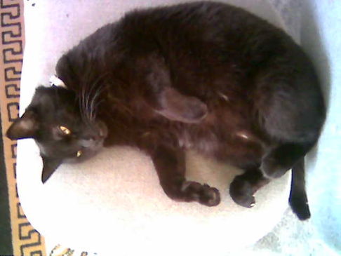 Picture of a cat / kitten / feline