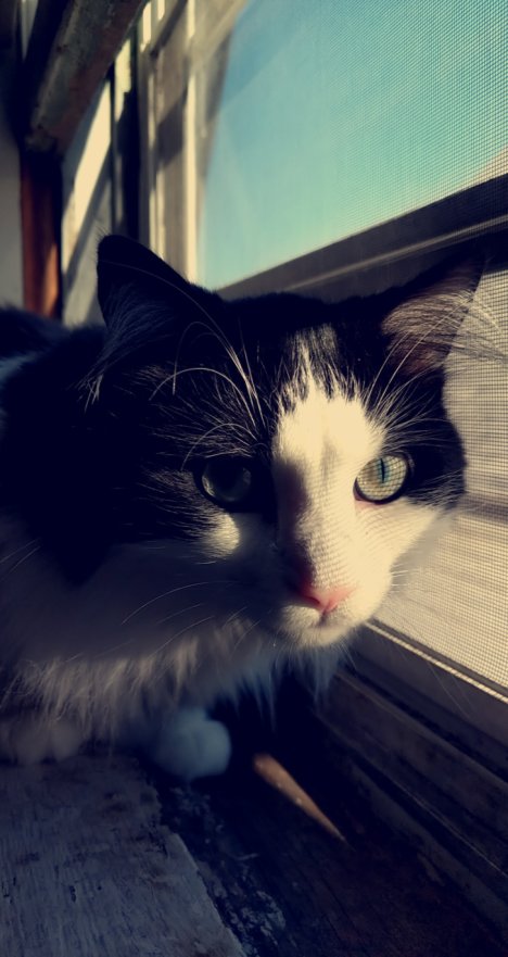 Picture of a cat / kitten / feline