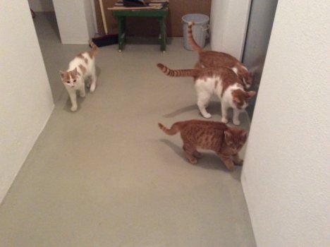 Picture of a cat / kitten / feline