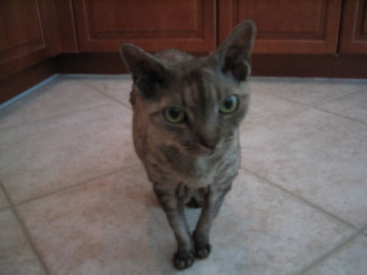 Picture of a cat / kitten / feline