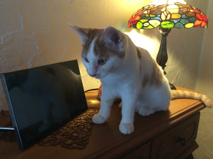 Picture of a cat / kitten / feline