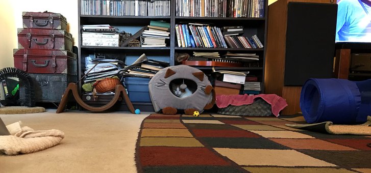 Picture of a cat / kitten / feline