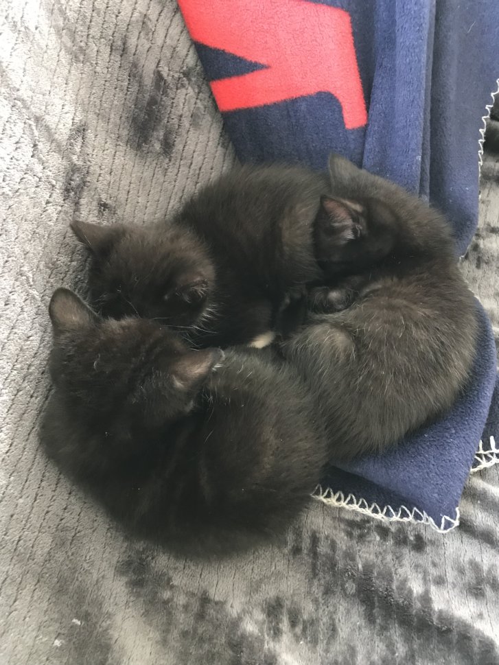 Picture of a cat / kitten / feline