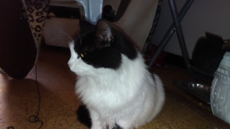 Picture of a cat / kitten / feline