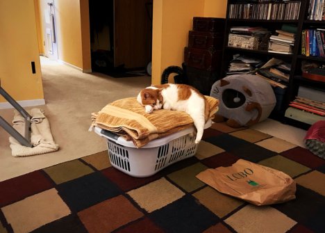 Picture of a cat / kitten / feline