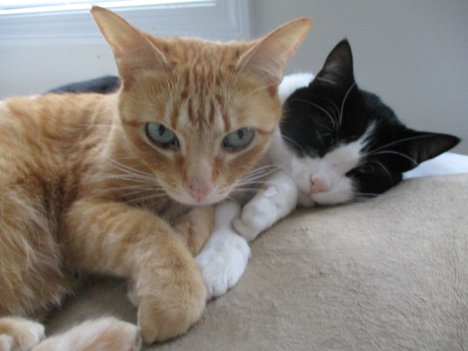 Picture of a cat / kitten / feline