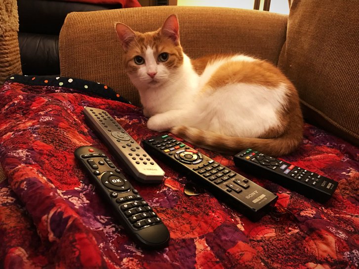 Picture of a cat / kitten / feline