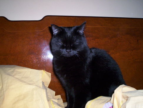 Picture of a cat / kitten / feline