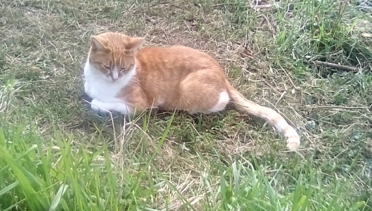 Picture of a cat / kitten / feline