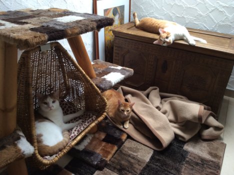 Picture of a cat / kitten / feline