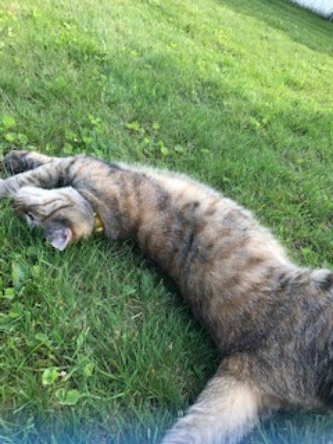 Picture of a cat / kitten / feline