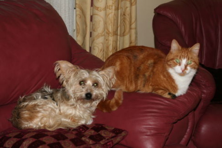 Picture of a cat / kitten / feline