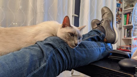 Picture of a cat / kitten / feline