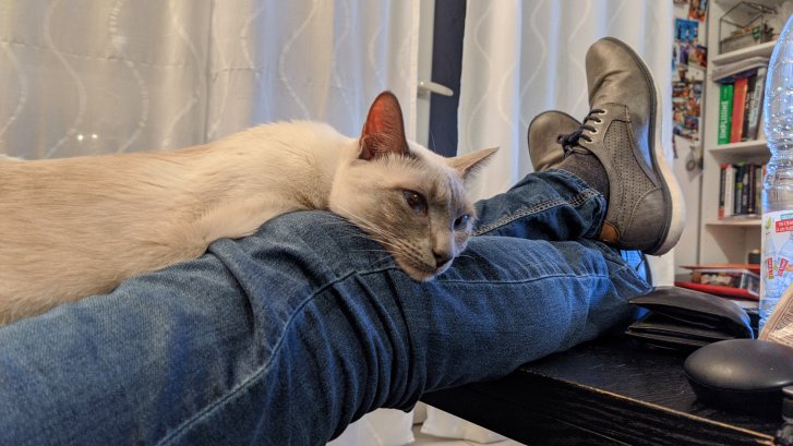 Picture of a cat / kitten / feline