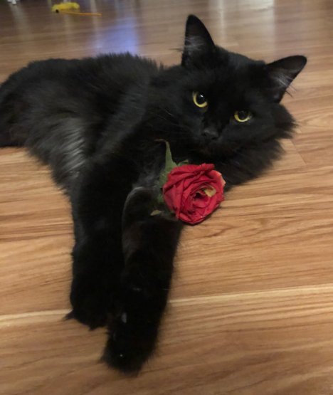 Picture of a cat / kitten / feline