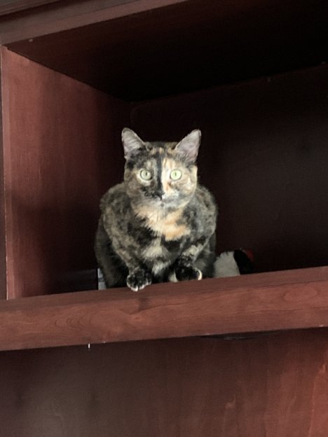 Picture of a cat / kitten / feline