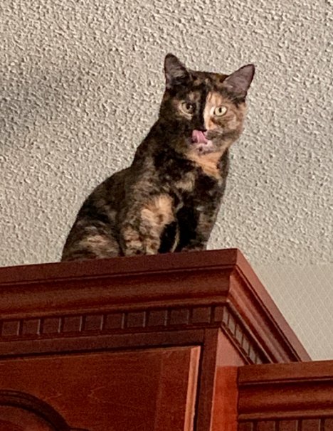 Picture of a cat / kitten / feline