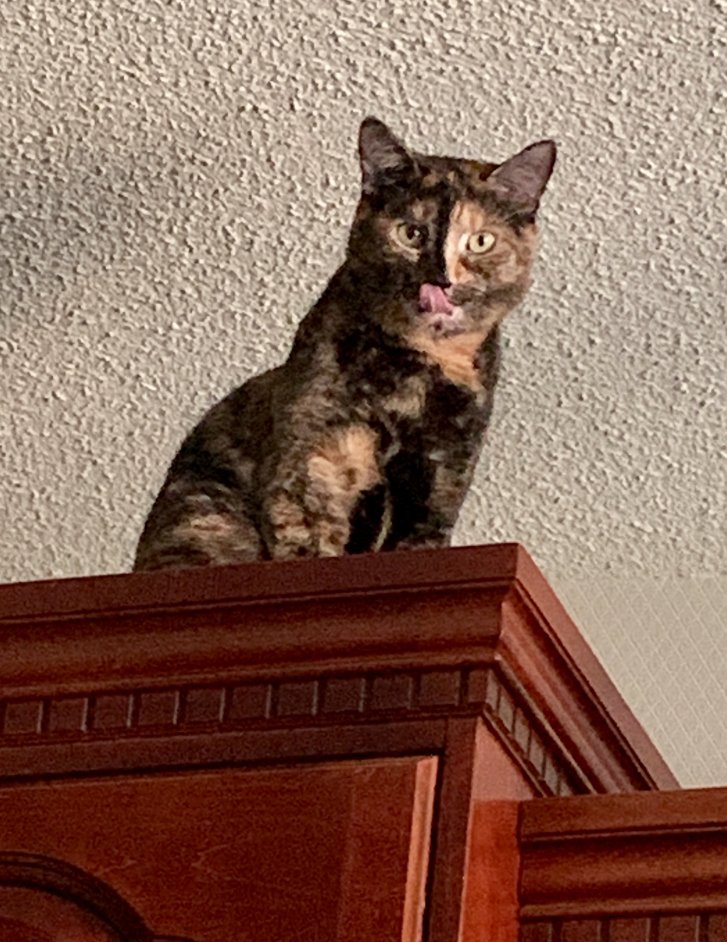 Picture of a cat / kitten / feline