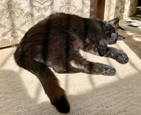 Picture of a cat / kitten / feline