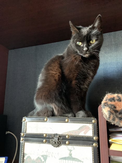 Picture of a cat / kitten / feline