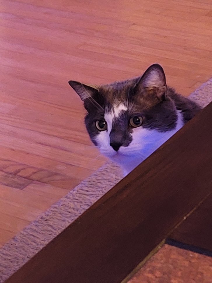 Picture of a cat / kitten / feline