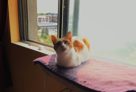 Picture of a cat / kitten / feline