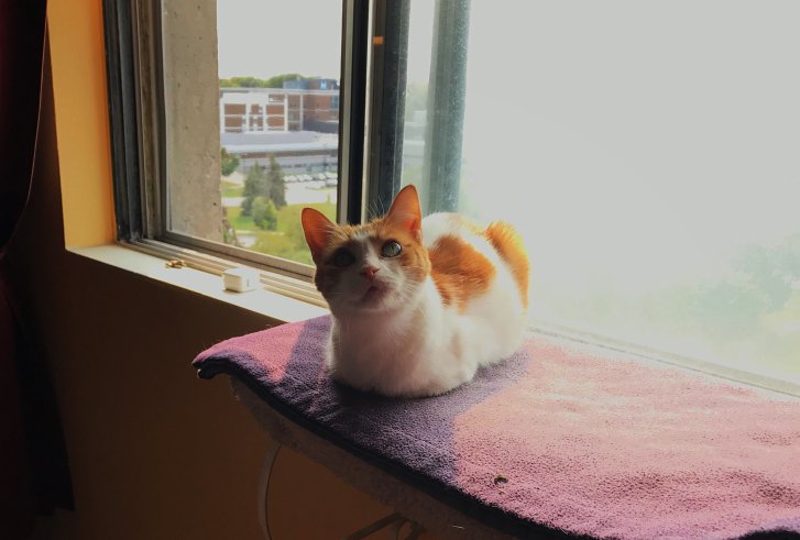 Picture of a cat / kitten / feline