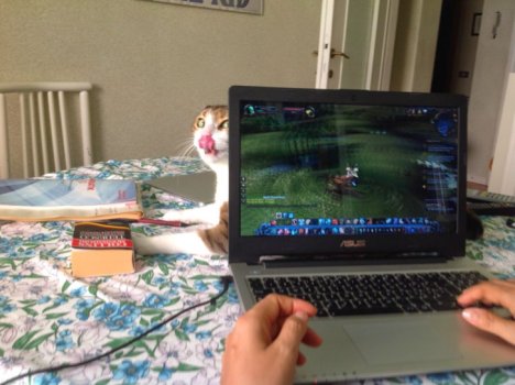 Picture of a cat / kitten / feline