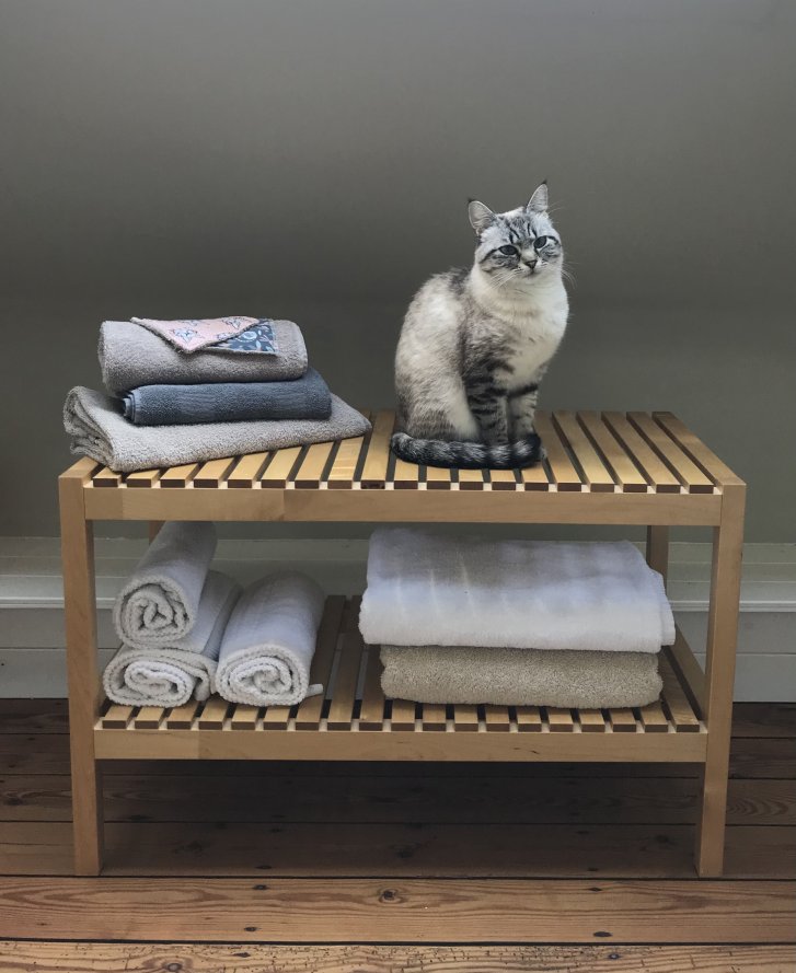 Picture of a cat / kitten / feline