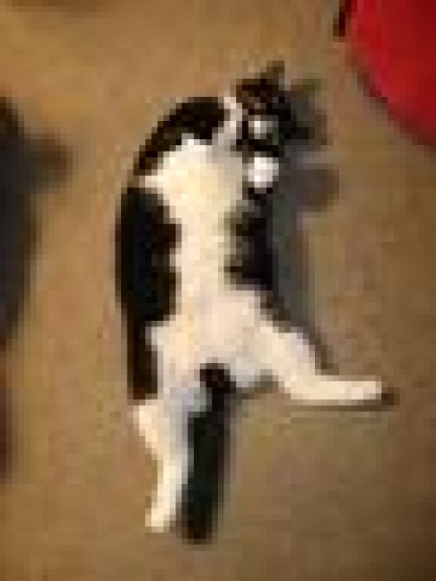 Picture of a cat / kitten / feline