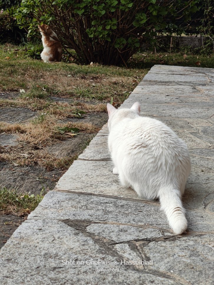 Picture of a cat / kitten / feline