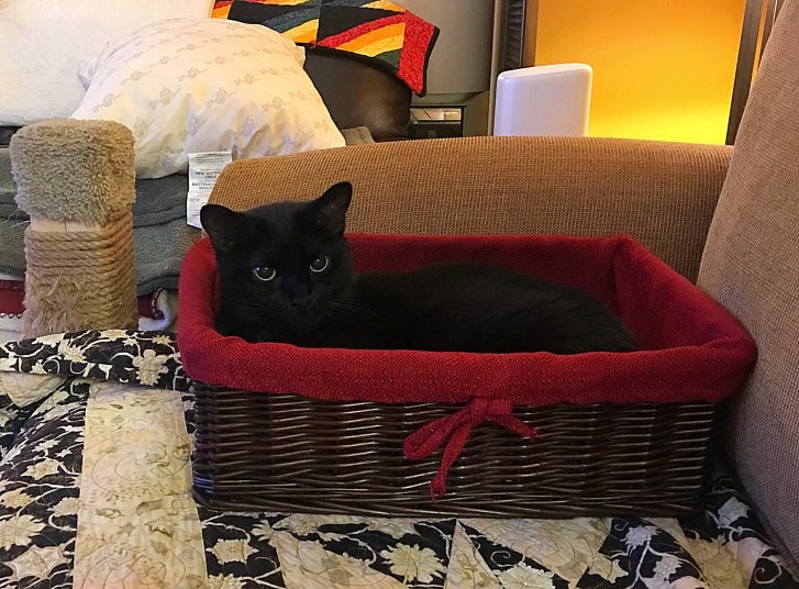 Picture of a cat / kitten / feline