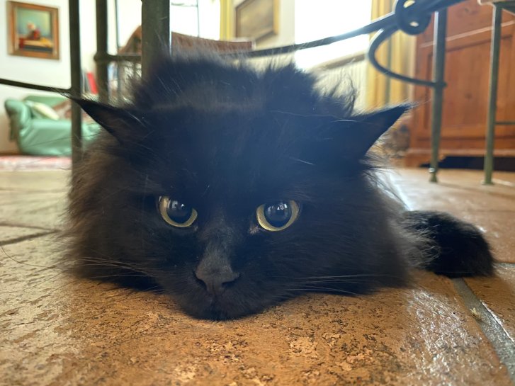 Picture of a cat / kitten / feline