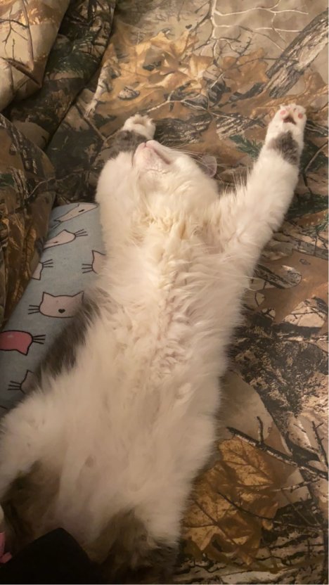 Picture of a cat / kitten / feline