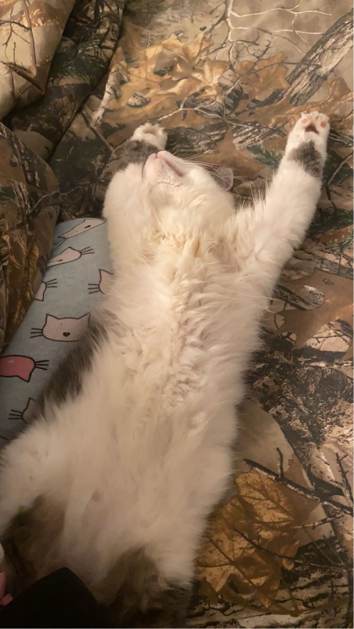 Picture of a cat / kitten / feline