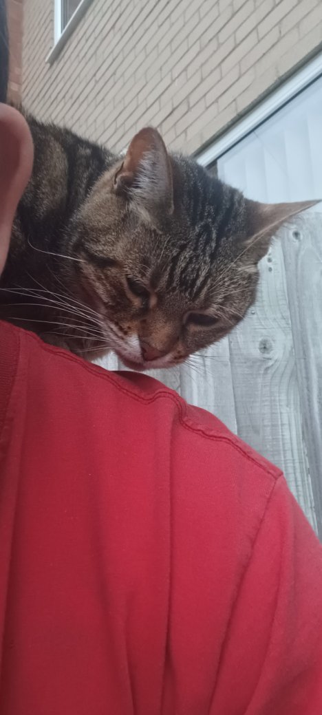 Picture of a cat / kitten / feline