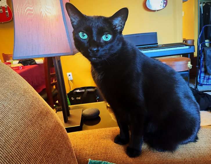 Picture of a cat / kitten / feline