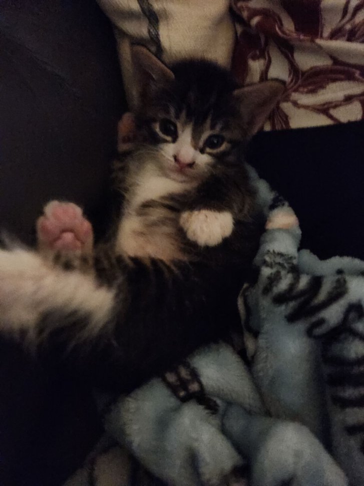 Picture of a cat / kitten / feline