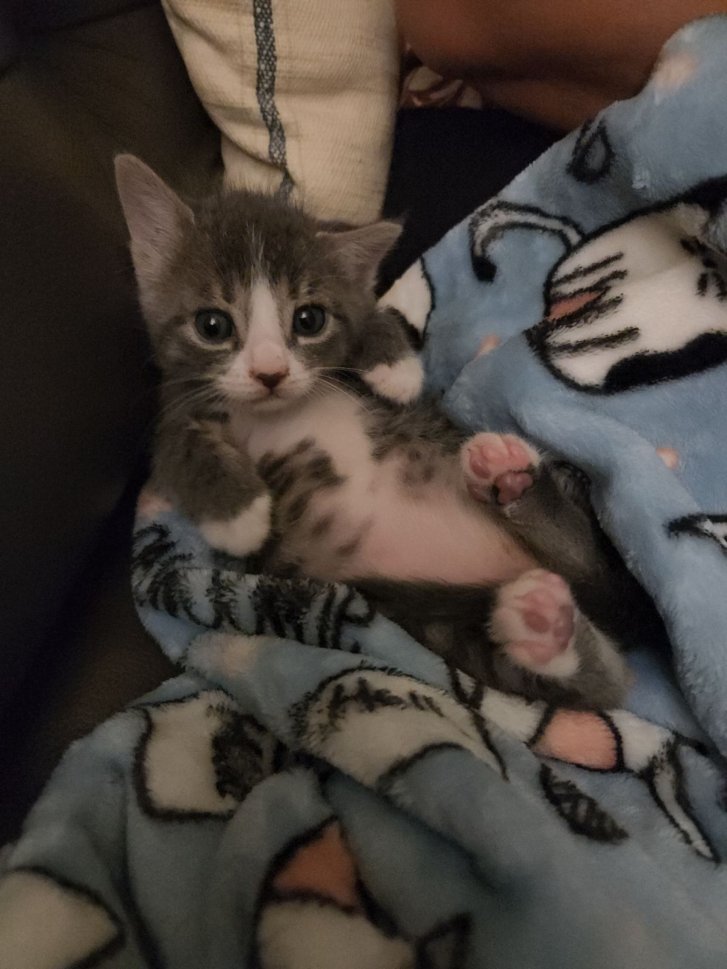 Picture of a cat / kitten / feline